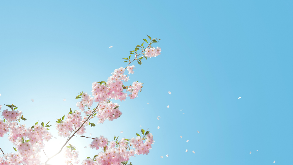 Kirsebærtræ med blomster
